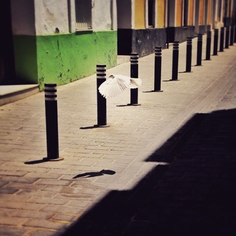 S.Scamardi-Estate in città-Siviglia 2015. click on the pic to contact the artist for Events, Exhibitions, Purchase