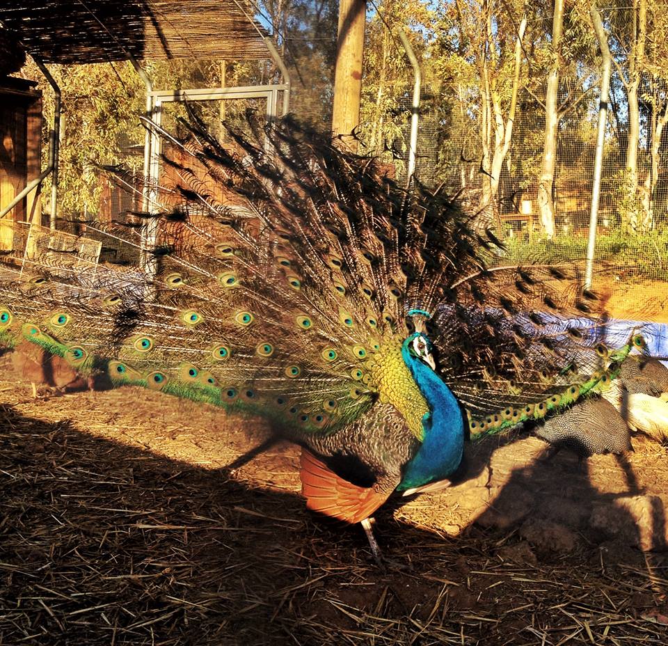 Scamardistudio-il pavone nellorto