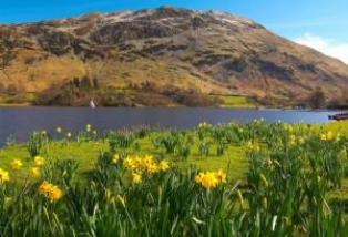 Lake District con daffodils