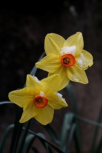 daffodilsinsnow.jpg