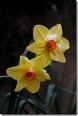 daffodilsinsnow