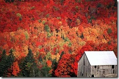 fall_foliage_nh1
