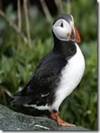 pulcinella di mare-puffin