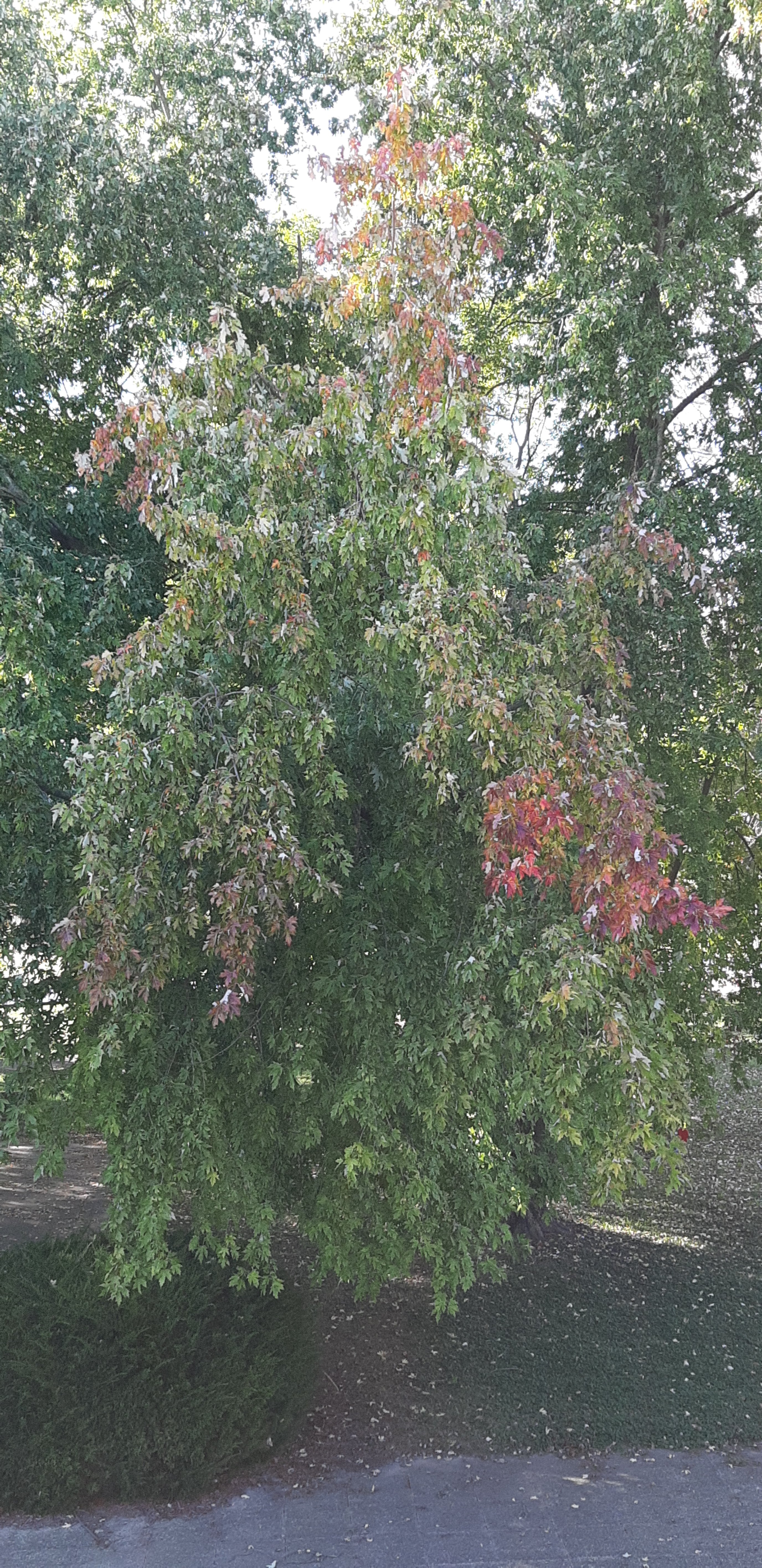 wp-16354137119427330150878050140224